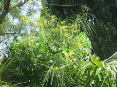 183 HYERES ET SES PALMIERS D02_000037